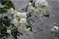 0beba440-IMG_4850 Schnne Witchen.jpg